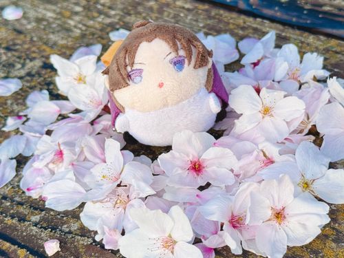 おちてるさくらあつめた
きれいなのいっぱい