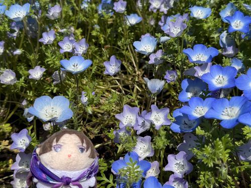 むらさきいろのねもふぃら、みつけた
