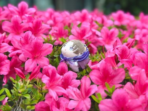 おにわのつつじ、まんかい🌸