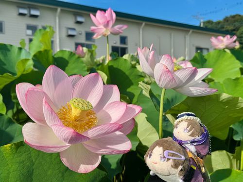 はすきれーね
