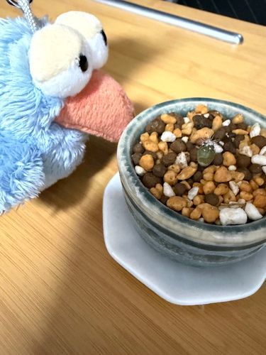 ガチャガチャのサボテンだいぶ育ってきたね！🌵