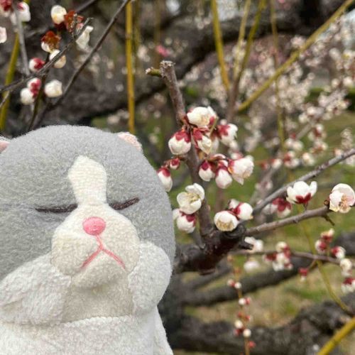 梅が綺麗だったね