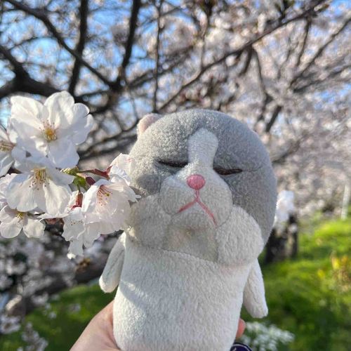桜綺麗だったね