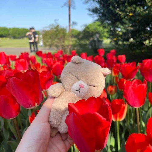 チューリップいっぱいさいてた！