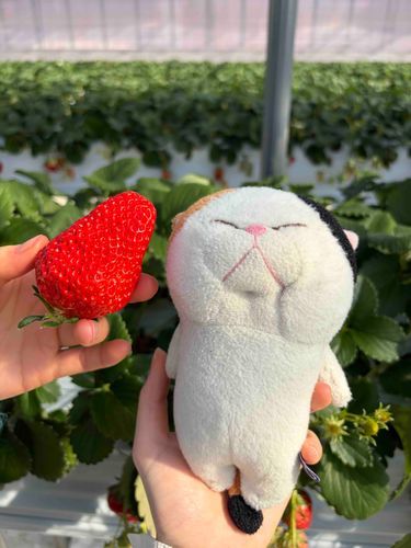いちご狩り🍓
たくさん食べれて大満足！
