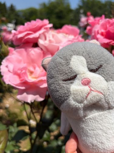 バラがたくさん咲いてたね🌹