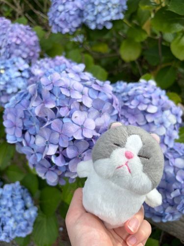 あじさいたくさん咲いてたね❁⃘