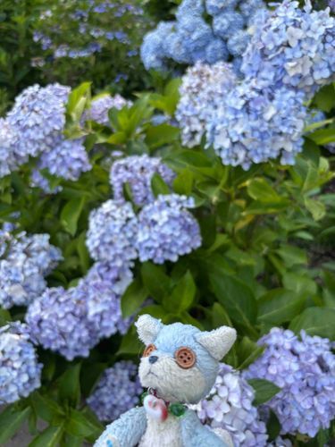 んわぁ〜紫陽花さんきれね〜