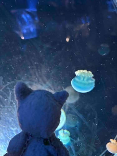 ぷぅかぷぅか、くらげさん〜