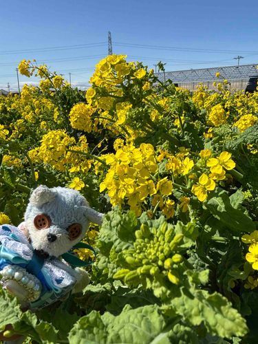 やっほぉ〜大事なおリボンでおめかしして、菜の花とお写真〜