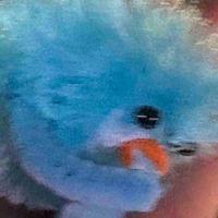 👃🐓