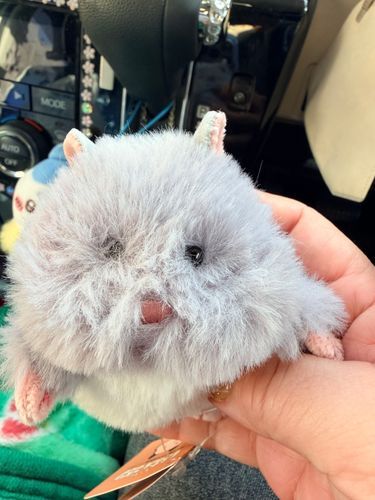 ドンキに寂しく1匹でいたので連れて帰ってきてしまった！うちにはもうグレーの一蔵さんがいるのに！！
しかし、お顔が良い予感・・・