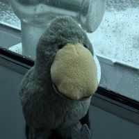 ぽちゃびろこう