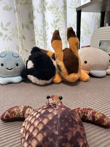 ユカイな仲間たちー！
おいらがお兄ちゃんなの(　･´ｰ･｀)
左から
アリス、イヨ、イヴ、ルナ
おいらと一緒にうつるかもー
こいつらもよろしくなー(*ˊᗜˋ)