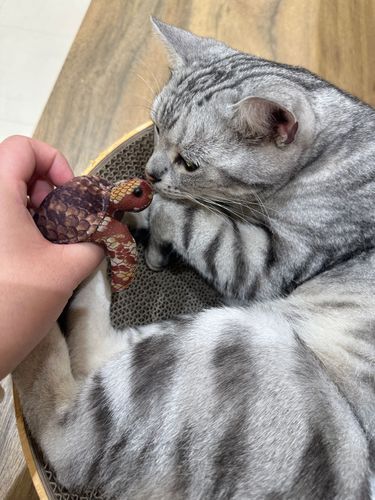 ぬこ。こんにちは