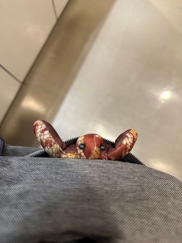 おいらここにいるからな
がんばってこいあるじ