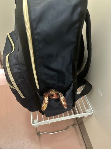トイレのにもつおきばから
しつれいしまーす(´>ω∂`)☆

あるじバッグinポケットは
さいこうだね

ほかのみんなはサイズてきに
はいれないからおいらだけ(◦`꒳´◦)ᵎᵎ