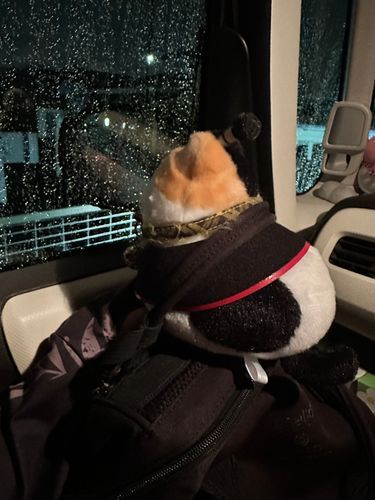 久しぶりの外わくわくしますな
ちゃんとシートベルトしてますぞ