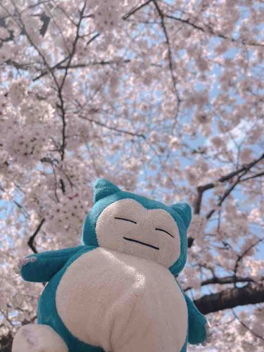 今年も咲いたね〜🌸