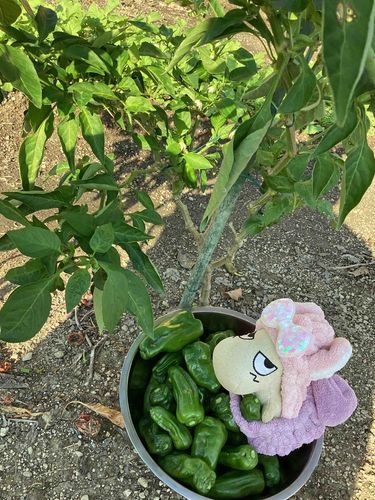 みんなおはよう☀️
今日はお庭ピーマン収穫祭りのお手伝いしてるよー🦖💛
みんなの分もあるよー   届けーーー( っ'-')╮ =͟͟͞͞🫑🫑🫑えぃっ！