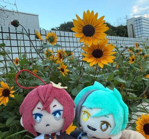 金魚ちゃんとひまわり見てきた、そろそろ夏も終わりだね