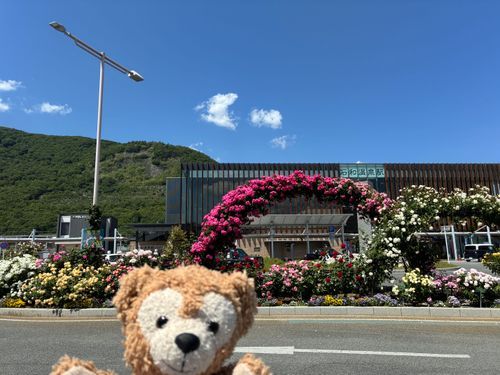 薔薇がきれい🌹