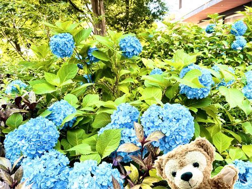 紫陽花