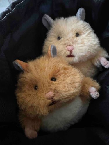 あたらしいかぞくのはむにぎり🐹🐹