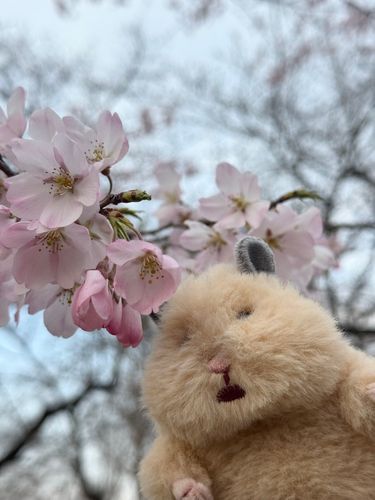 はじめましてさくらさん🌸
ワタチははむにぎりのきなこです🐹


