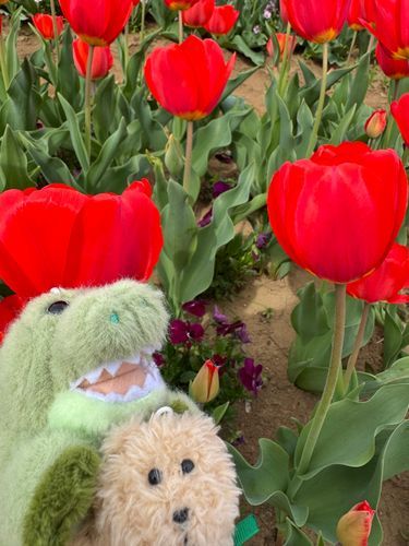 チューリップだよ🌷