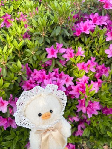 つつじ🐥🌺