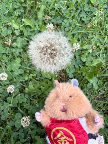 わたげはっけん🐹
