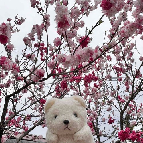 お花見にいったときに 3色のお花がさいてる木があった🌸
これも桜なのかな？
きれいでかわいかったよ
