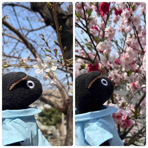 花見(`◉ ᴥ ◉)🌸
Blossom viewing.