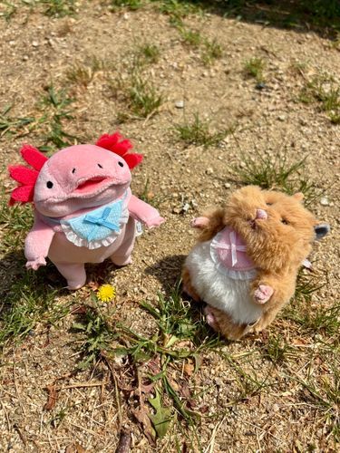 うぱさん♡です！
みたらしさん♡とお散歩中、
小さな花を見つけたよ♪
かわいいね♡