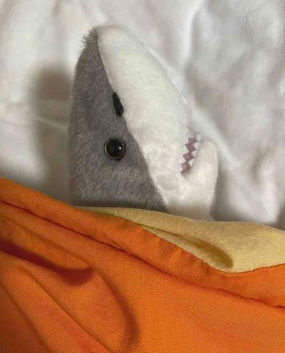 おはようございます。さめ、きしょうしました。