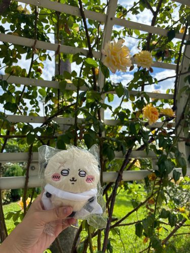 博物館に行った日は、バラ園も見に行きました。日差しが強く、お花もキラキラでした❁⃘*.ﾟまた行きましょうね、ラッコ先生！