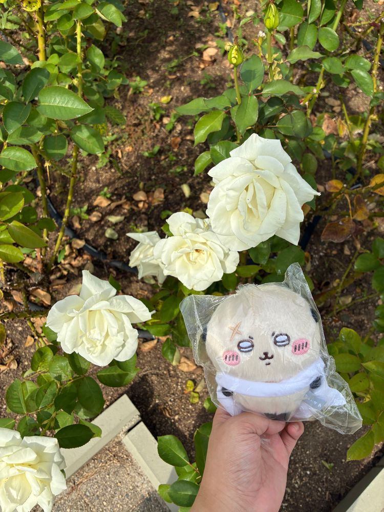 博物館に行った日は、バラ園も見に行きました。日差しが強く、お花もキラキラでした❁⃘*.ﾟまた行きましょうね、ラッコ先生！