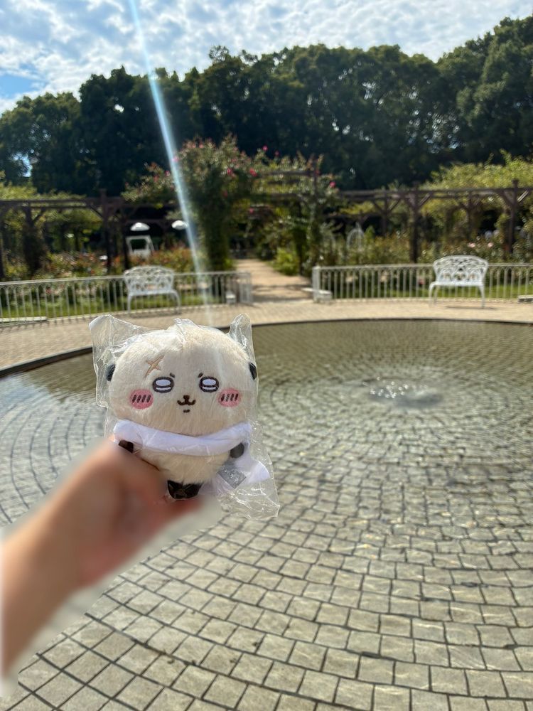 博物館に行った日は、バラ園も見に行きました。日差しが強く、お花もキラキラでした❁⃘*.ﾟまた行きましょうね、ラッコ先生！