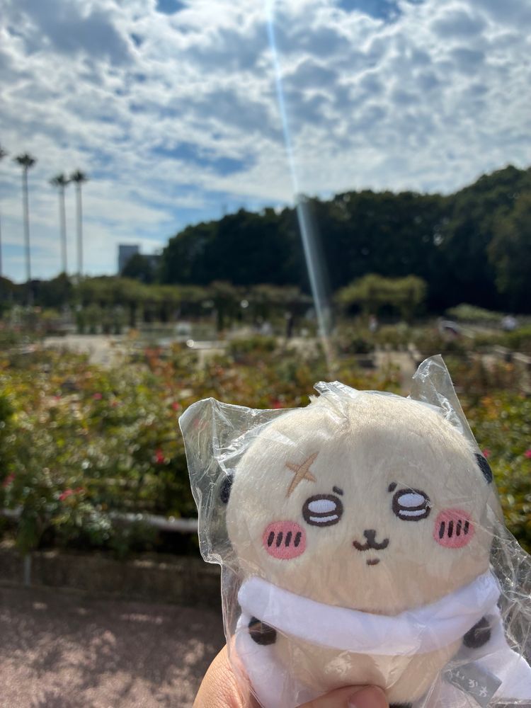 博物館に行った日は、バラ園も見に行きました。日差しが強く、お花もキラキラでした❁⃘*.ﾟまた行きましょうね、ラッコ先生！