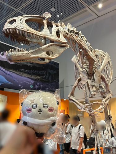 先週は化石、骨の展示を見に行きました！強者の風格ですね、ラッコ先生！