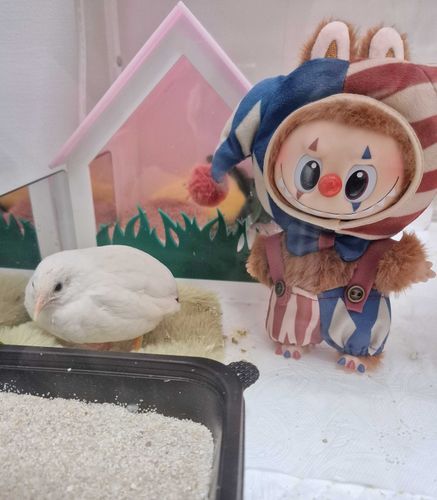 ラブブちゃんが怖いチュ😅