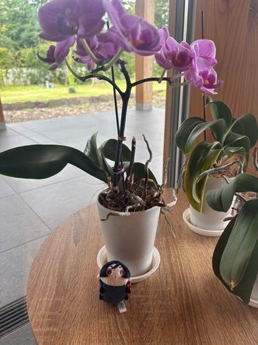 植物園みたい！とはしゃぐこもちやげん。ち！ち、ちー！
こもちやげんにとっては何でも大きくて面白いものに溢れてる。