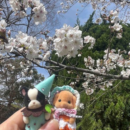 さくらきれいだね🌸