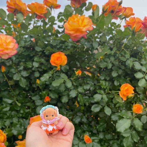 みて！みて！お服とおなじいろのバラ🌹きれいだね🌹