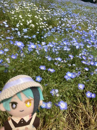 そしてこちらがネモフィラです。
※5月上旬に撮った写真です