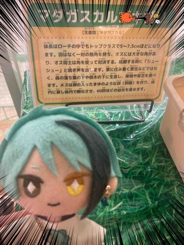 先日昆虫ふれあいイベントに行って来ました。稚魚さん達お気に入りの虫さんがこちらです、ふわもこの皆さんと主さん達への配慮ということで、ユミさんにより説明看板だけ／名前にもモザイクされてしまいました。ジャミルさんがいたら一帯火の海になっていたでしょうね。