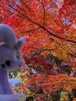 やばこの手持ち
