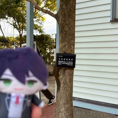 クロガネモチ……？？
#にじぱぺっとが見られるタグ 