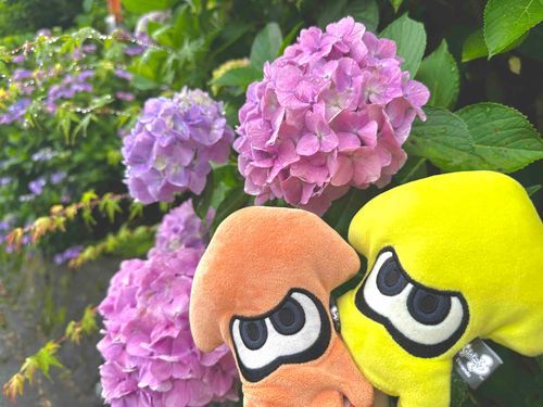 梅雨だねえ